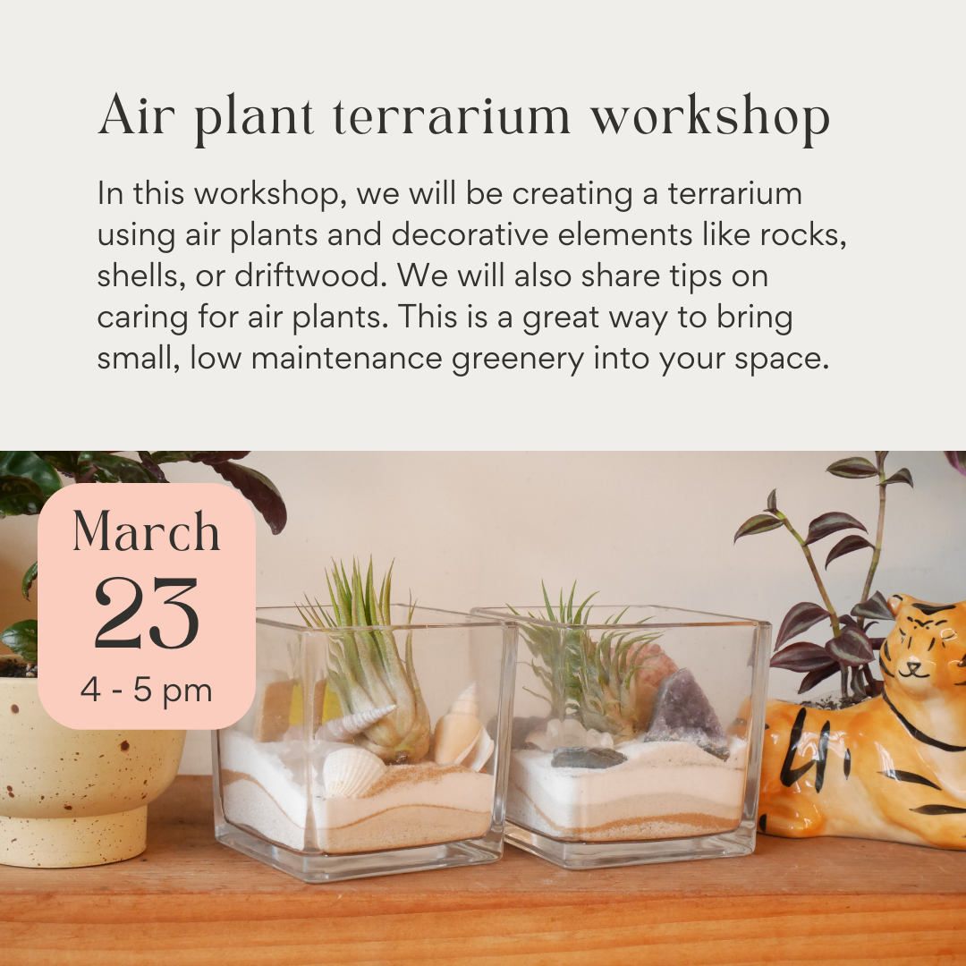 Air Plant Terrarium Workshop June 8th 2024