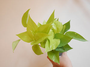 Neon Pothos (S)