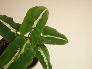 Syngonium Wendlandii (S)