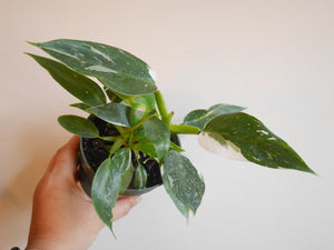 Philodendron White Princess (S)