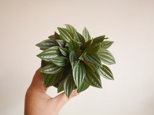 Peperomia Carperata Rosso (S)