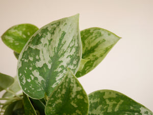 Scindapsus Silvery Ann (S)