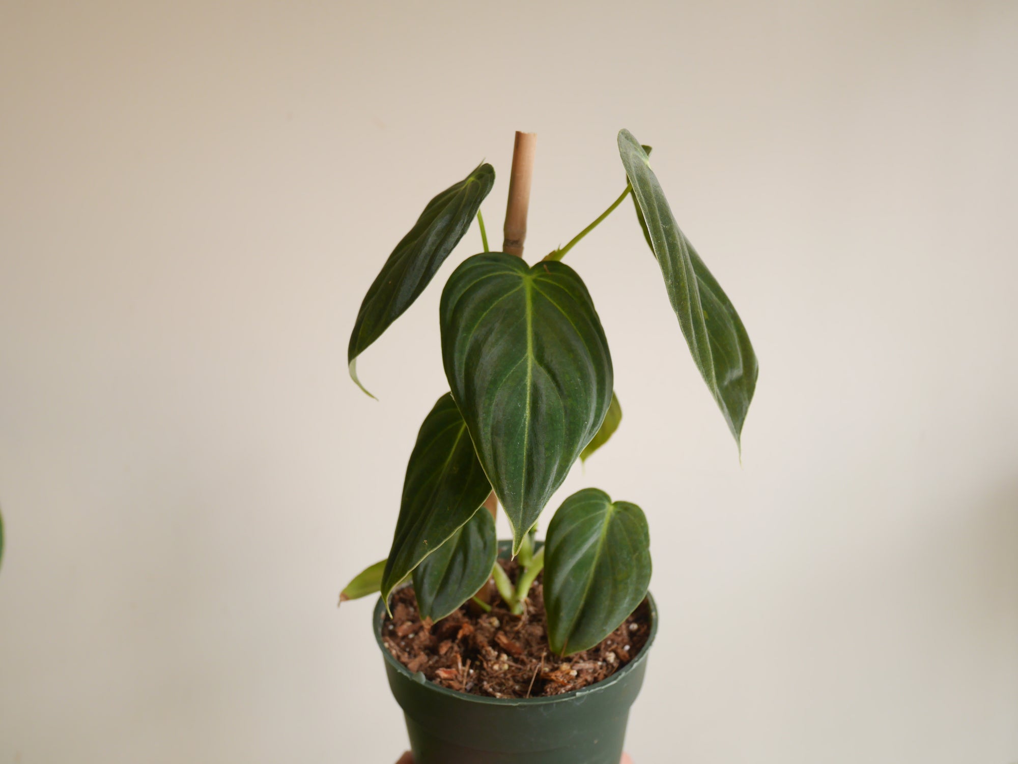 Philodendron Melanochrysum (S)