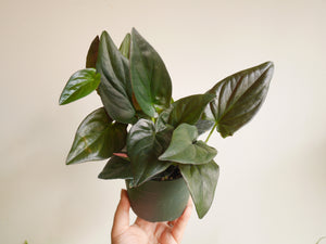 Syngonium Red Arrow (S)