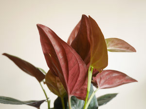 Syngonium Red Arrow (S)