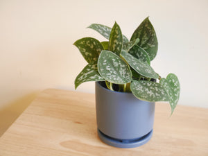 Scindapsus Argyreus (S)