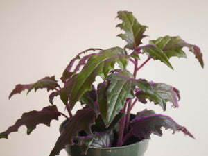 Purple Passion Vine (S)