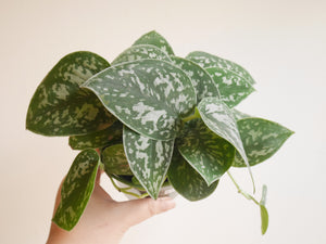 Scindapsus Argyreus (S)