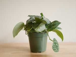 Scindapsus Argyreus (S)