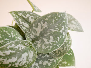 Scindapsus Argyreus (S)