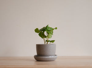 Kanso 3 inch Planters