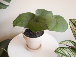 Scindapsus Jade Satin (S)