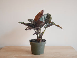 Calathea Ornata (S)