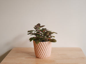 Fittonia Red (S)