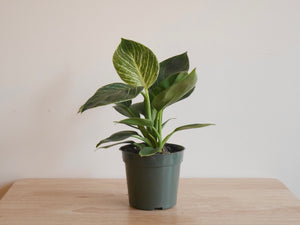 Philodendron Birkin (S)