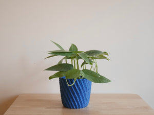 Pothos Cebu Blue (S)