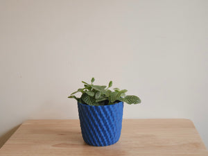 Fittonia White (S)