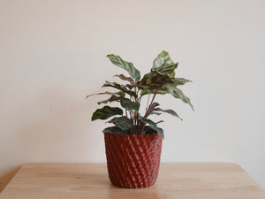 Calathea Makoyana (S)