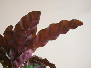 Calathea Lancifolia (S)