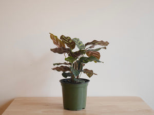 Calathea Makoyana (S)