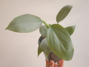 Philodendron Silver Sword (S)