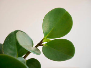 Peperomia Obtusifolia (S)