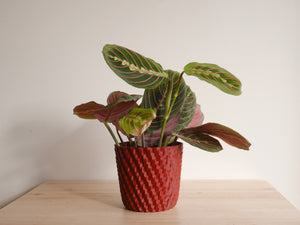 Maranta Red (S)