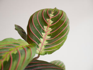 Maranta Red (S)