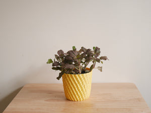 Fittonia Pink (S)