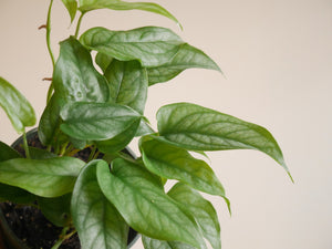 Monstera Siltepecana (S)