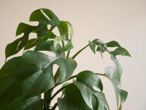 Rhaphidophora Testrasperma (S)