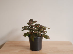 Fittonia Red (S)