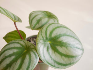 Peperomia Watermelon (S)