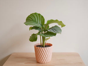 Calathea Orbifolia (S)