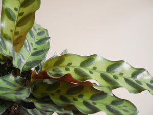 Calathea Lancifolia (S)