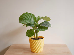 Calathea Orbifolia (S)