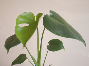 Monstera Deliciosa (S)