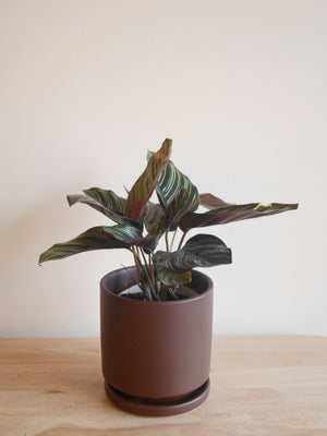 Calathea Ornata (S)