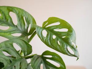 Monstera Adansonii (S)