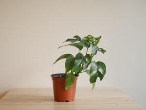 Rhaphidophora Testrasperma (S)