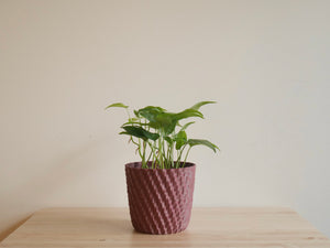 Monstera Siltepecana (S)