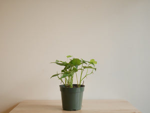 Monstera Siltepecana (S)