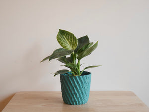 Philodendron Birkin (S)