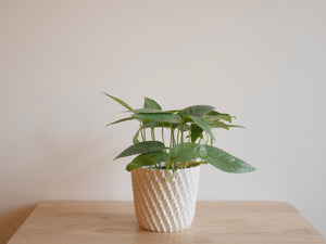 Pothos Cebu Blue (S)