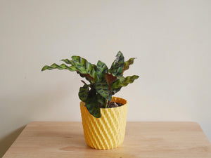 Calathea Lancifolia (S)