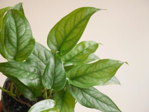 Monstera Siltepecana (S)