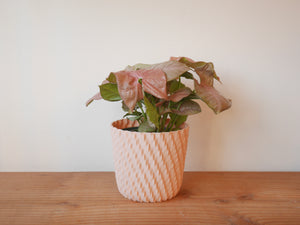 Syngonium Neon Robusta (S)