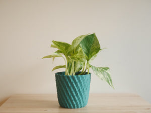 Pothos Snow Queen (S)