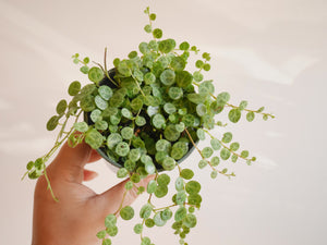 Peperomia Prostrata (S)