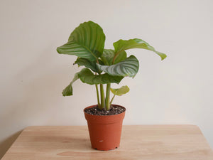 Calathea Orbifolia (S)